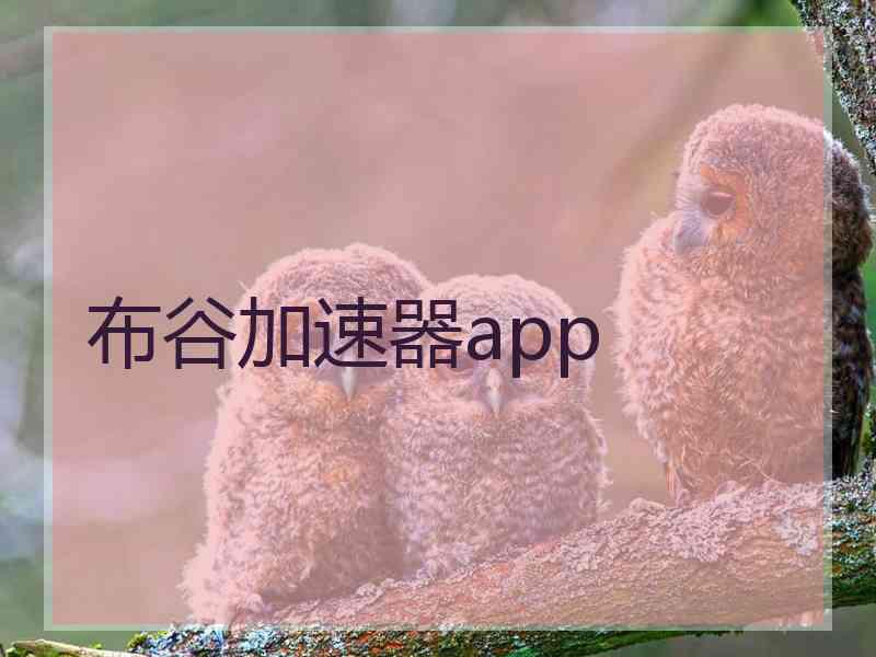 布谷加速器app